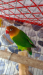 Green Fisher Love Bird